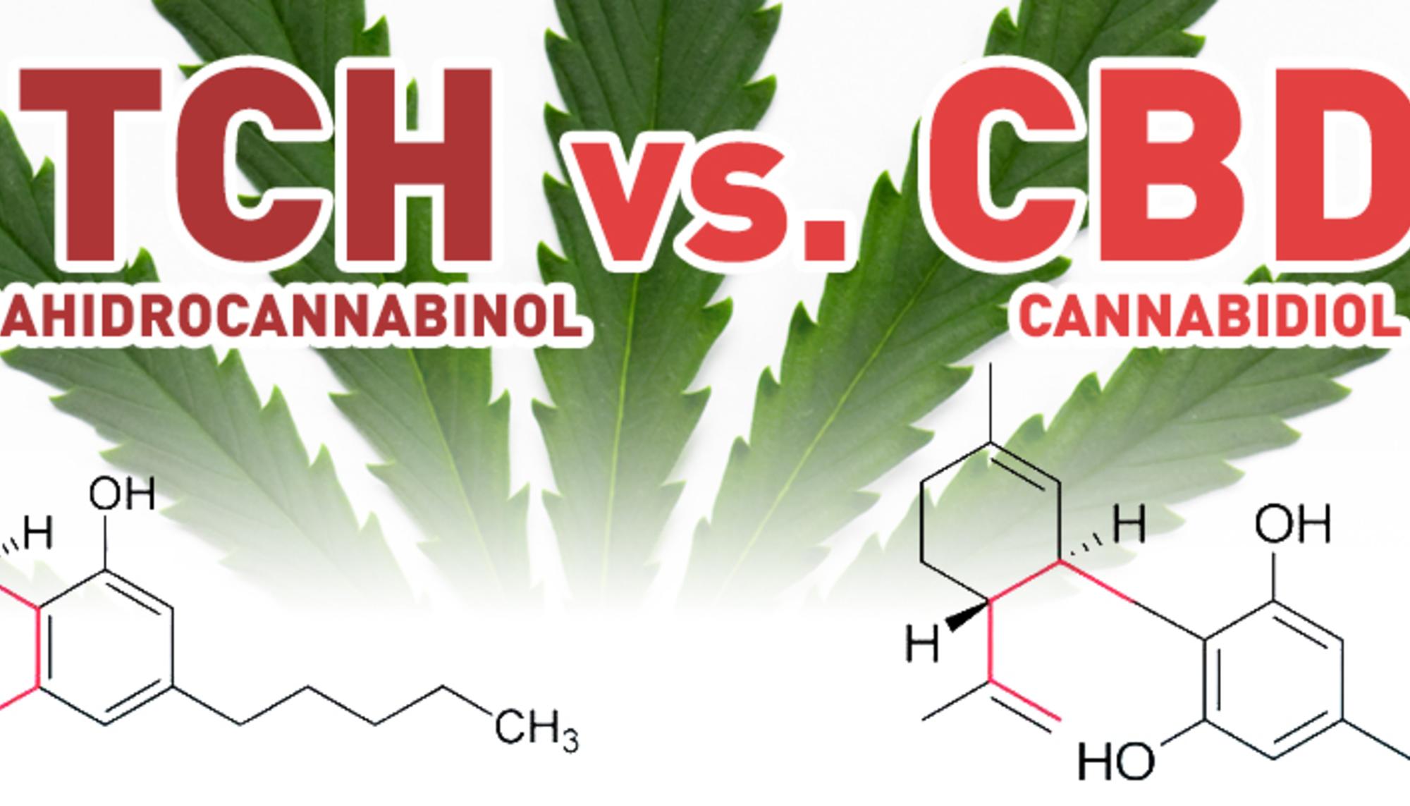 thc y cbd